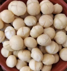 Macadamia Nuts-2