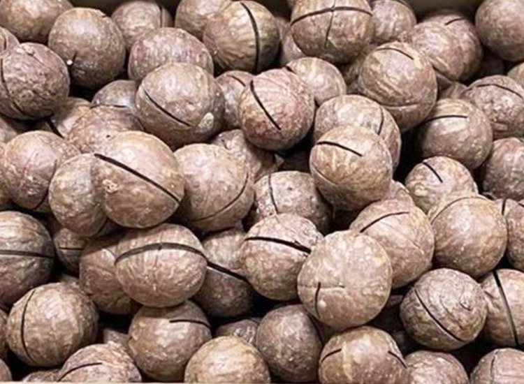 Macadamia Nuts