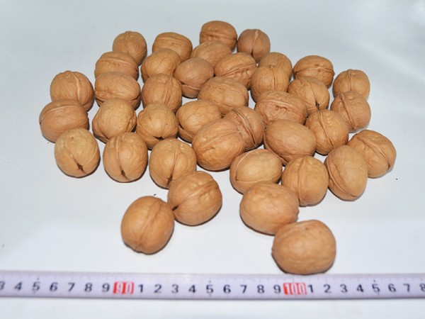 Xinjiang Walnut New Two