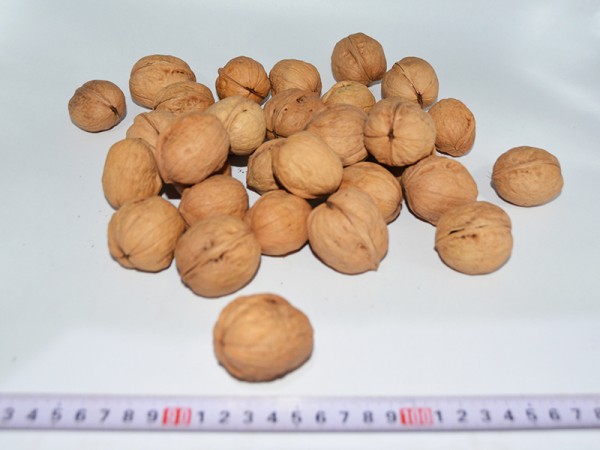 Xinjiang Walnut 185