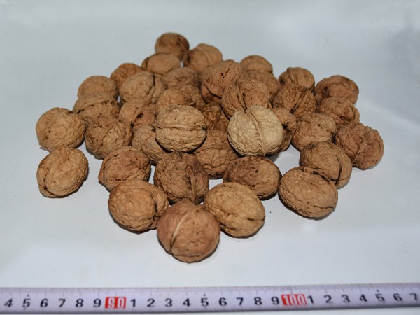 Yunnan Walnut (Washed Walnut)