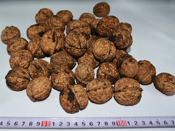 Yunnan Walnut (Natural)