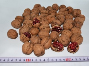 Red Kernel (Iranian Red), Red Kernel (Iranian Red)