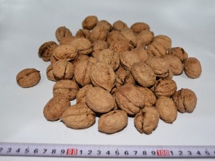 Yunnan Walnut 103, Yunnan Walnut 103