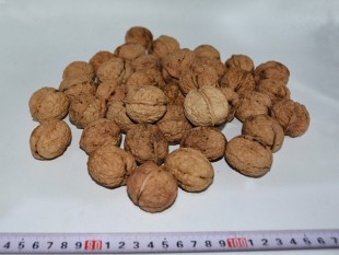 Yunnan Walnut (Washed Walnut), Yunnan Walnut (Washed Walnut)