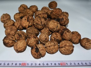 Yunnan Walnut (Natural), Yunnan Walnut (Natural)